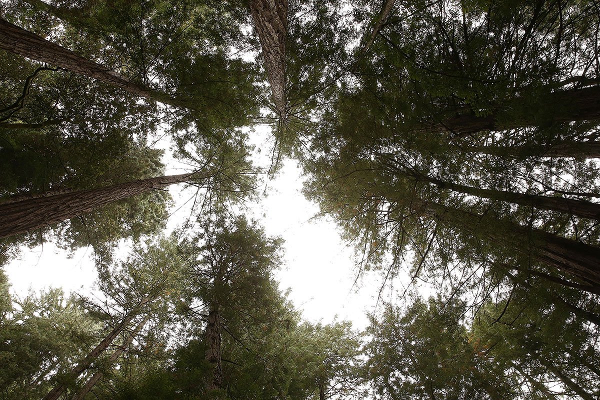 Foresta-full