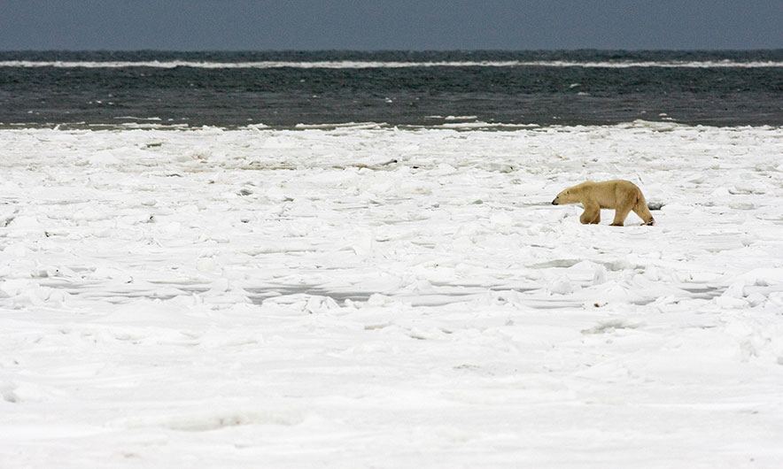 Orso-1