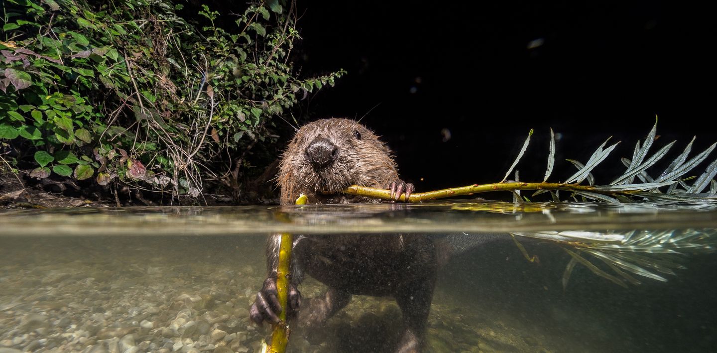 Gli esseri umani sono (pessimi) ingegneri ecosistemici
