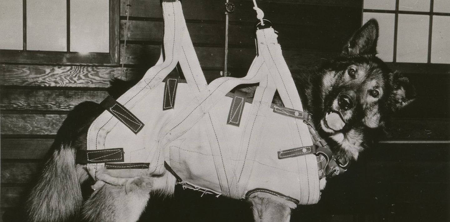 Bestie da Battaglia: Il Ruolo Silenzioso degli Animali nei Conflitti Umani