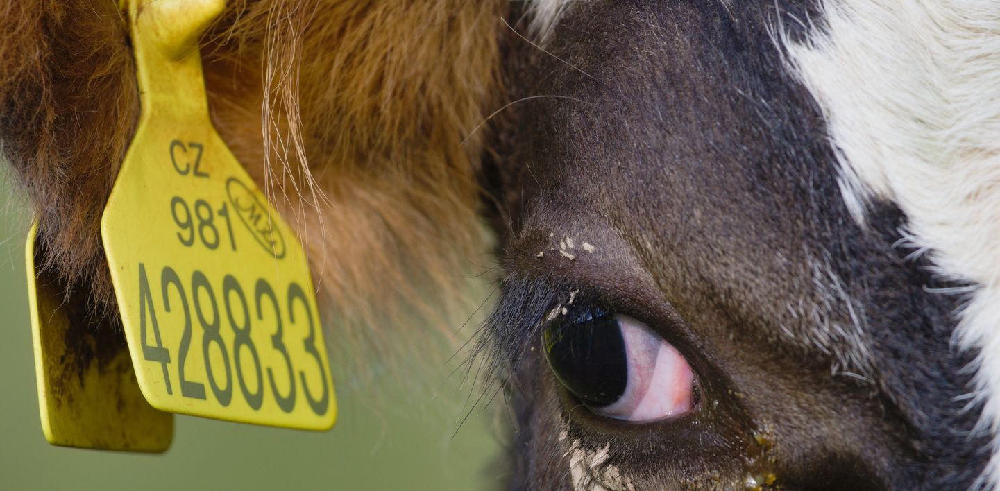 Bestie e Versi: La Poesia Rivela l'Anima Animale